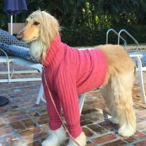 Meet your Posher, Robin